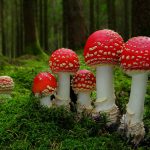Gljive I Gradacija I Veličina