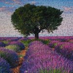 Pazle I Puzzle I Lavanda