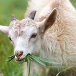 Koza I Selo I Ruralno
