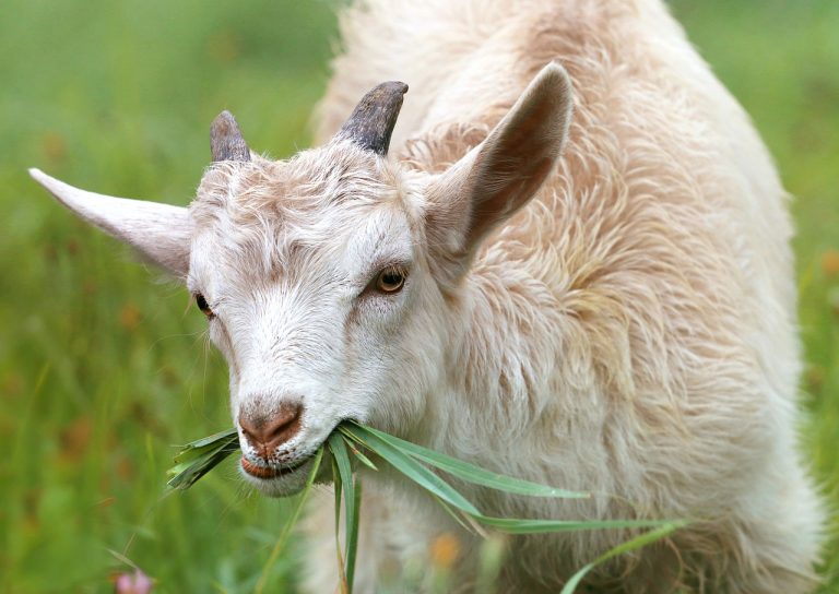 Koza I Selo I Ruralno