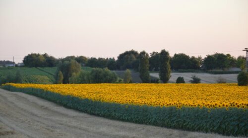 Vojvodina I Polja suncokreta I Poljoprivreda_Unsplash