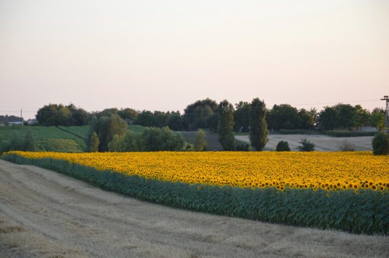 Vojvodina I Polja suncokreta I Poljoprivreda_Unsplash
