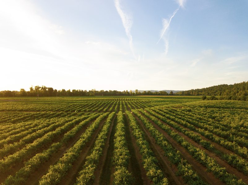 Slovenci prodali startap za milijardu, uložili u organsku poljoprivredu u Srbiji