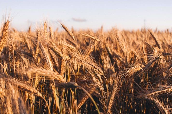 Seme srpskih žitarica deponovano u Svetski trezor semena
